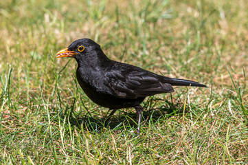 Male blackbird,  turdus merula, collecting garden suet food in beak