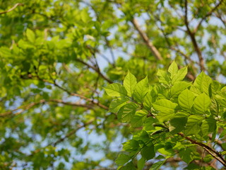 Leaves of Dolichandrone serrulata (Wall. ex DC.) Seem tree, or so called Care Na in Thailand in...