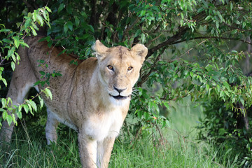 Lioness under bush in Kenya, Africa