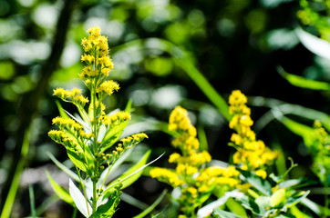 Bright yellow flower on the Baldy Mountain Hiking Trail in Duck Mountain Provincial Park, Manitoba
