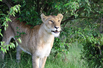 Lioness under bush in Kenya, Africa