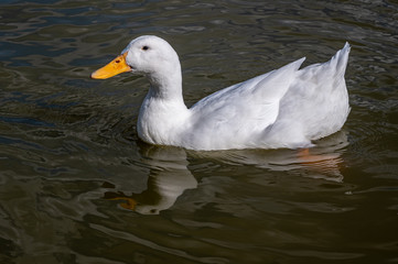 White pekin duck, also known as Aylesbury duck