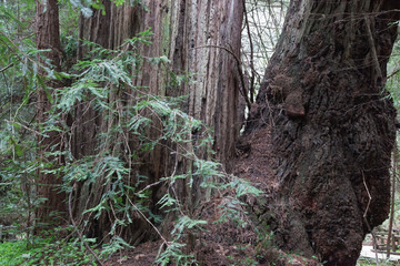 Abstraction in Redwood Trees