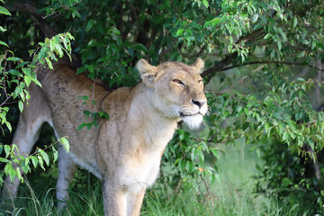 Lioness under bush in Kenya, Africa