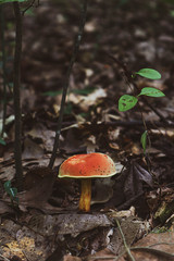 Red mushroom in the forest