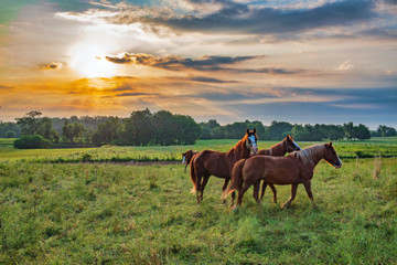 Fototapeta na wymiar horses in the field early morning with sun in the clouds and sunbeams