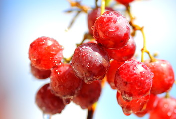 Ripe grapes on grape vine against blue sky