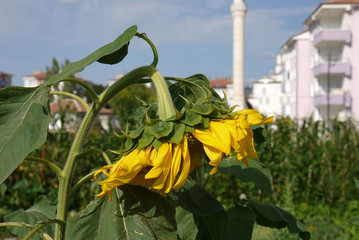 sunflower plant in the garden, sunflower plant with yellow flowers,