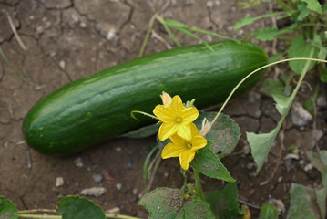 cucumber and cucumber flower on the plant in the garden,