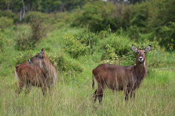 Naklejka na ściany i meble Africa Safari Maasai Mara National Reserve