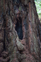 Abstraction in Redwood Trees