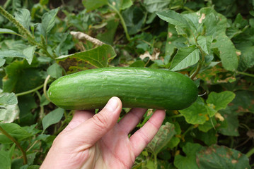 Cucumber is an indispensable vegetable for breakfast.Natural cucumber and breakfast,