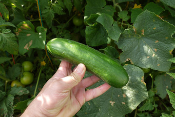 Cucumber is an indispensable vegetable for breakfast.Natural cucumber and breakfast,