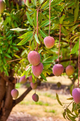 mango plantation