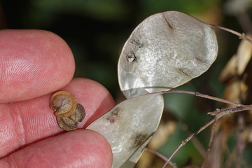 Collecting seed of the distinctive papery seed pods (silicles) of honesty or annual honesty (Lunaria annua). Family Brassicaceae or Cruciferae. Summer in a Dutch garden.