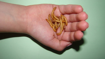 a little girl holding insects the life cycle of a mealworm, mealworms, meal worm, meal worms. Stages of the superworm, superworms, super worm, super worms. calose up of larvae, larva on the hand. bug.