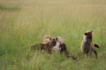 Fototapeta premium Hyenas eating wildebeest carcass in Kenya, Africa