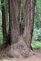 California Coastal Redwood trees