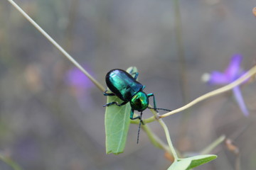 Green beetle