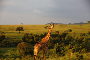 Giraffe among trees in Kenya, Africa
