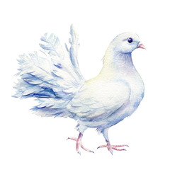 White dove, birds on isolated background, watercolor illustration