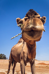 A camel is a pet from the family of camels and ruminants. Large body, slender legs, long neck, small head and ears, lip clefts, strong teeth. It is a point or age in which fats are stored or stored in