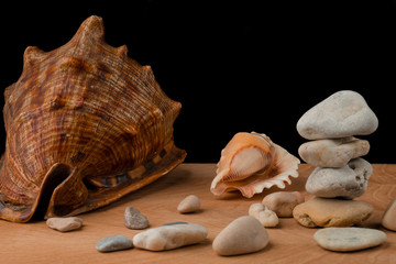 Seashells and stones, on a blackboard on a black background