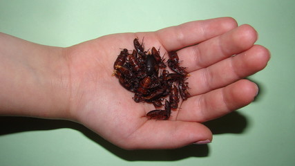 a little girl holding insects mealworms - adult superworm | hand and beetles on white background close up - Stages of the meal worm  - the life cycle of a mealworm - mealworm , super worm , superworms