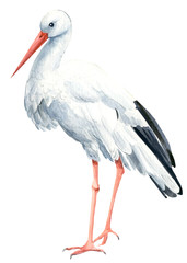 Bird stork, birds on isolated background, watercolor illustration