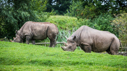 Eastern black rhino pair