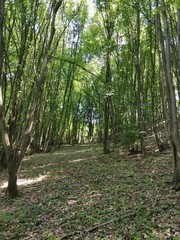 path in the forest