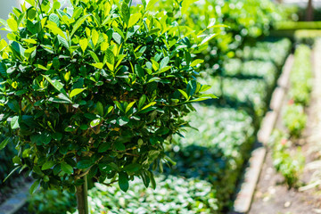 Round shape green ornamental tree in a garden. Horizontal landscape orientation 