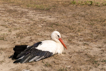 White stork closeup © Limpovit