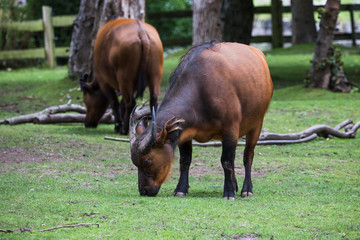 Congo buffalo pair