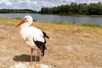 White stork near the river