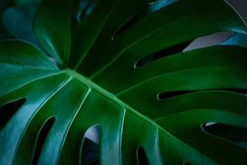 Dark green leaves of monstera (split-leaf philodendron) tropical foliage plant growing in wild....