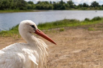 White stork near the river