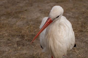 White stork closeup portrait profile