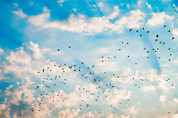 silhouette of a flock of flying birds