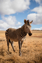 beautiful zebra stands in its natural habitat