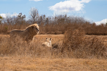 A large wild lion stands in a natural habitat