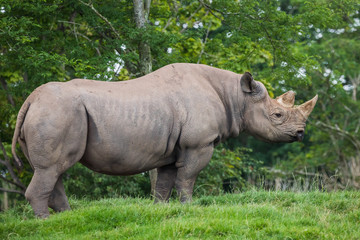 Black rhinoceros on the grass