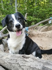 border collie dog