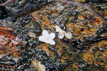 spring flowers in the forest
