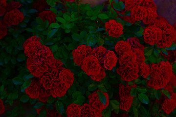Plenty red natural roses background.