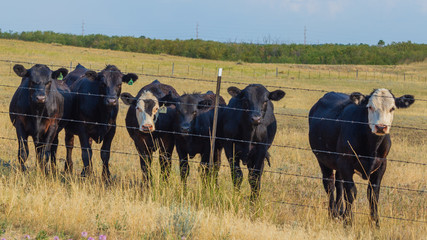 Black angus steers graze all summer then go to market auction