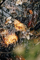 spring flowers in the forest