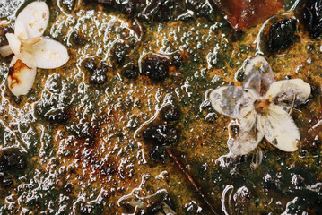 spring flowers in the forest