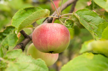 Beautiful red fruit of the apple tree on a branch among green leaves in an orchard. Selective focus. Harvesting.
