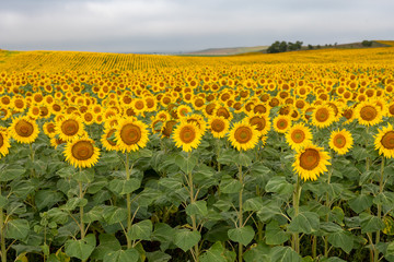 field of sunflowers